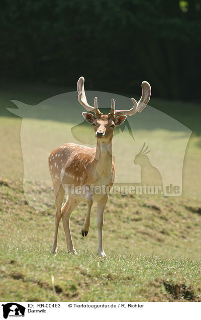 Damwild / fallow deer / RR-00463