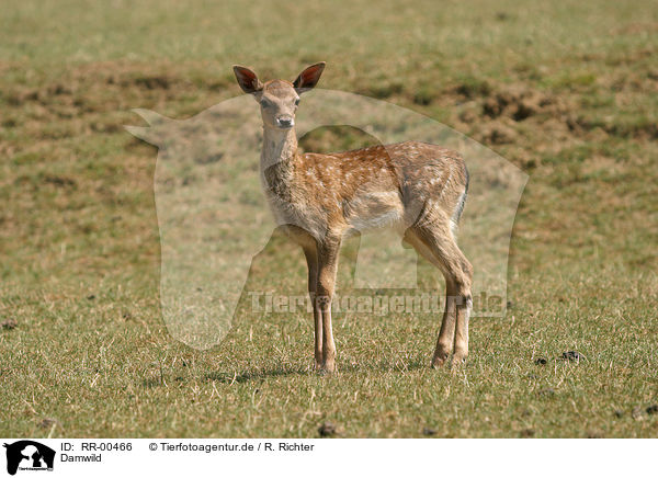 Damwild / fallow deer / RR-00466