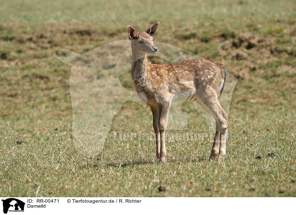 Damwild / fallow deer / RR-00471