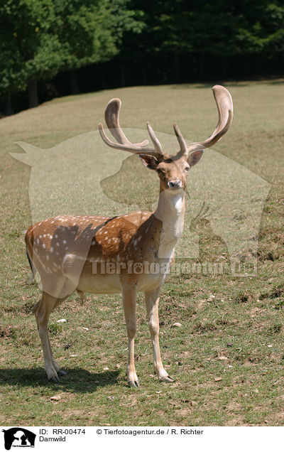 Damwild / fallow deer / RR-00474