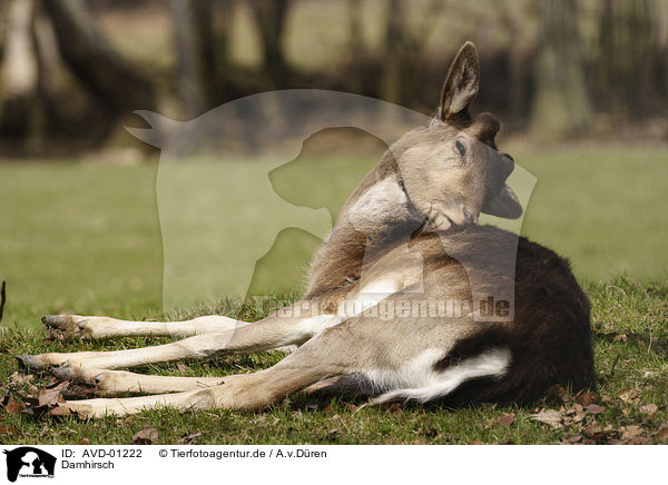 Damhirsch / Fallow Deer / AVD-01222