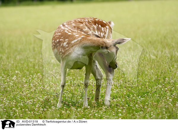 putzendes Damhirsch / cleaning fallow deer / AVD-01318
