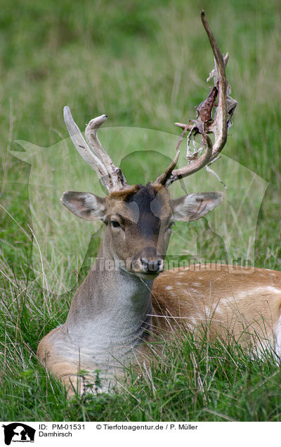 Damhirsch / deer / PM-01531