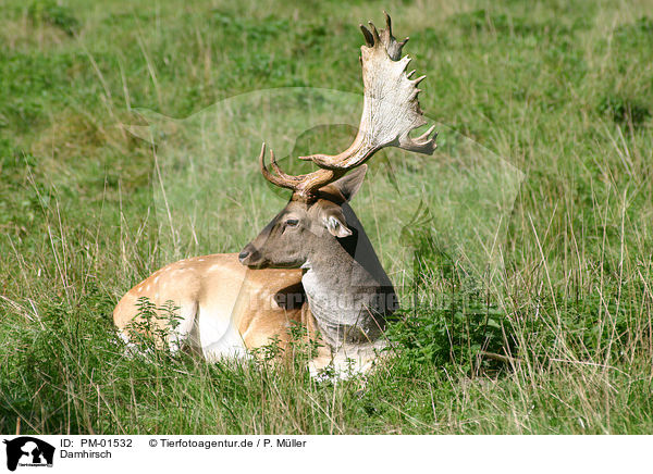 Damhirsch / deer / PM-01532