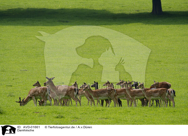 Damhirsche / AVD-01661