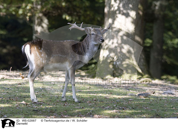 Damwild / fallow deer / WS-02887