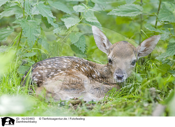 Damhirschbaby / fallow deer baby / HJ-03463