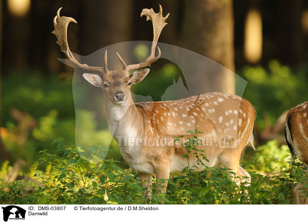 Damwild / fallow deer / DMS-03807