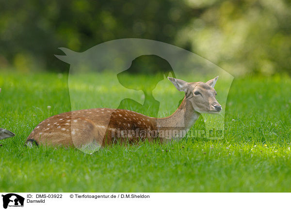 Damwild / fallow deer / DMS-03922