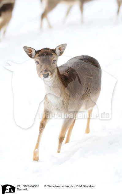 Damwild / fallow deer / DMS-04308