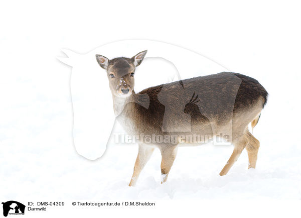 Damwild / fallow deer / DMS-04309