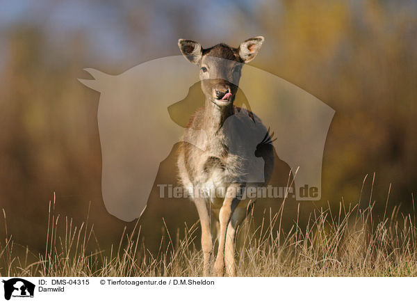 Damwild / fallow deer / DMS-04315