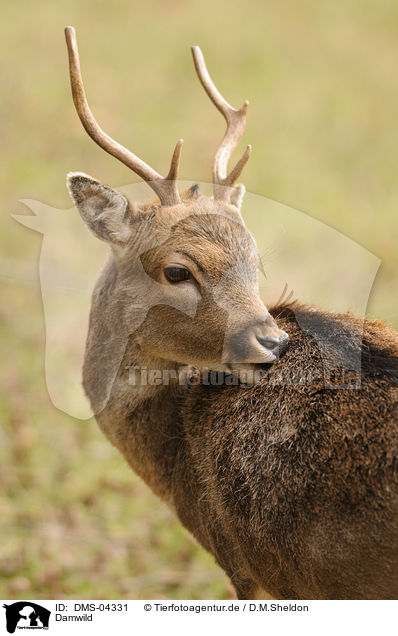 Damwild / fallow deer / DMS-04331