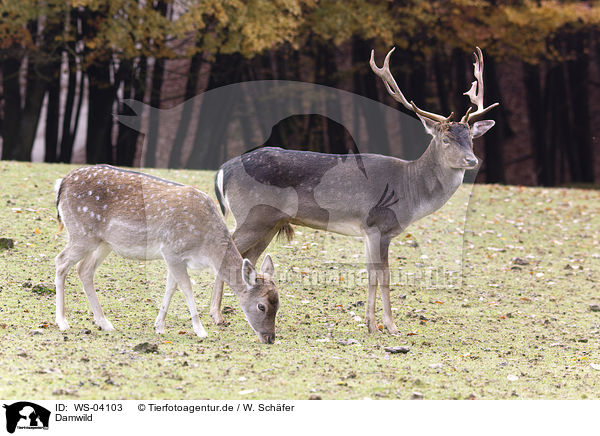 Damwild / fallow deer / WS-04103