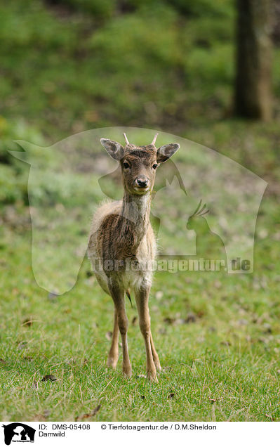Damwild / fallow deer / DMS-05408