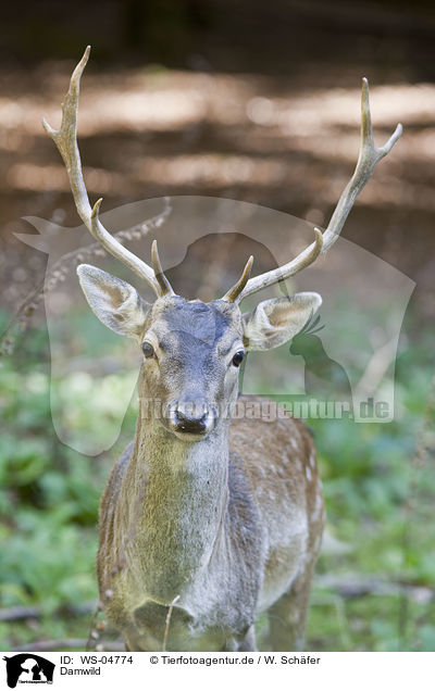 Damwild / fallow deer / WS-04774