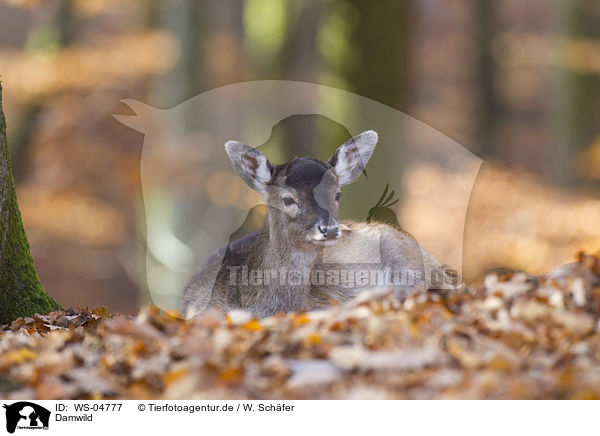 Damwild / fallow deer / WS-04777
