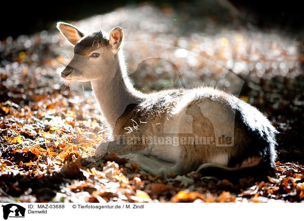 Damwild / fallow deer / MAZ-03688