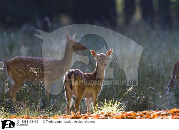 Damwild / fallow deer / MBS-08462