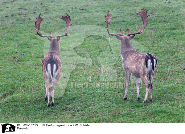 Damwild / fallow deer / WS-05713