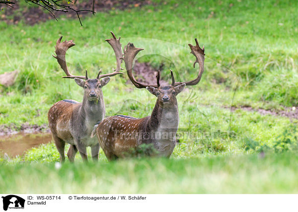 Damwild / fallow deer / WS-05714