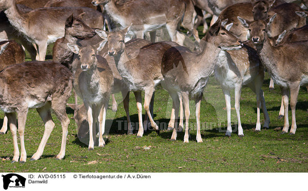 Damwild / fallow deer / AVD-05115