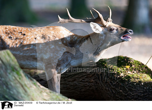 Damwild / fallow deer / MAZ-05409