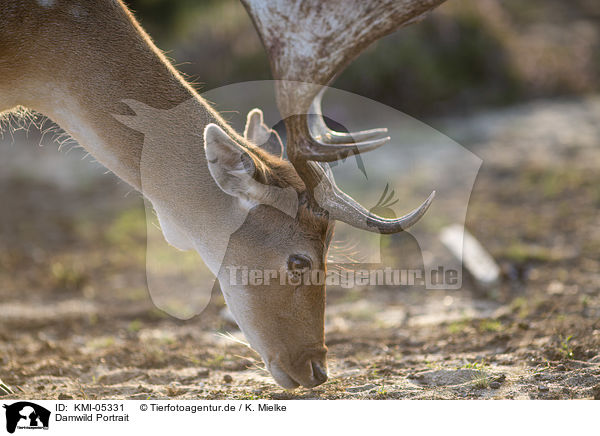 Damwild Portrait / Fallow Deer portrait / KMI-05331
