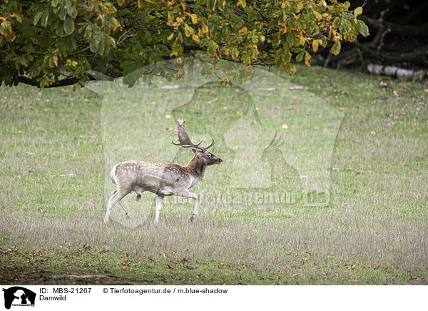 Damwild / Fallow Deer / MBS-21267