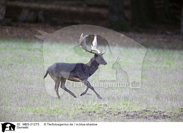 Damwild / Fallow Deer / MBS-21275