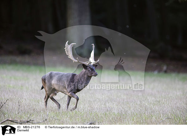 Damwild / Fallow Deer / MBS-21276