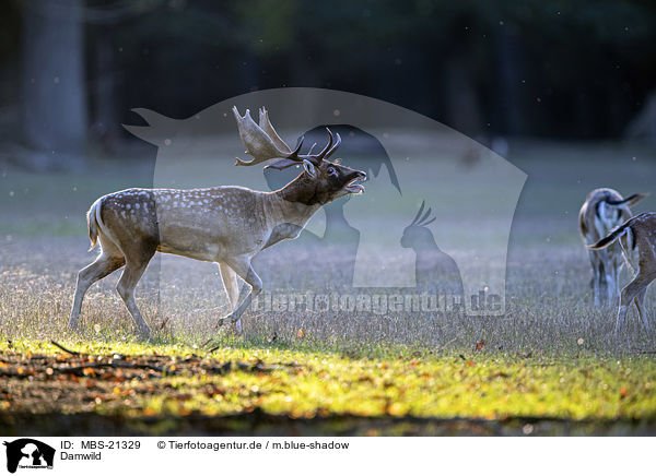 Damwild / Fallow Deer / MBS-21329