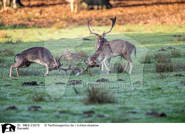 Damwild / fallow deer / MBS-23876