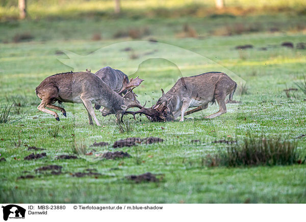 Damwild / fallow deer / MBS-23880