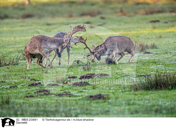 Damwild / fallow deer / MBS-23881