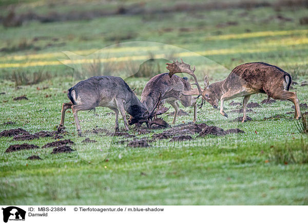 Damwild / fallow deer / MBS-23884