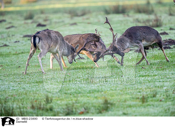 Damwild / fallow deer / MBS-23890