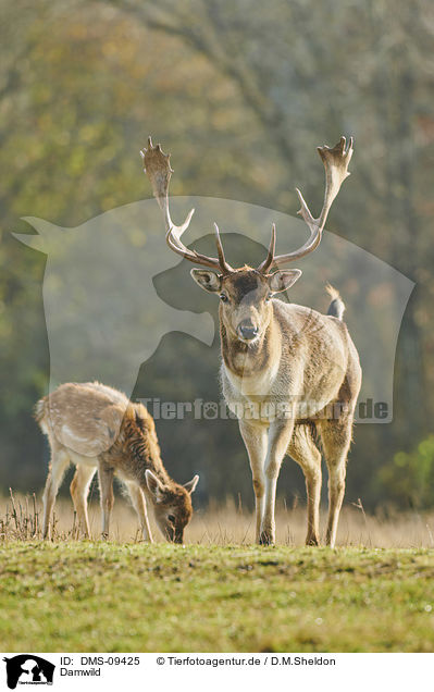 Damwild / fallow deer / DMS-09425