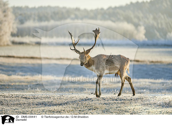 Damwild / fallow deer / DMS-09441