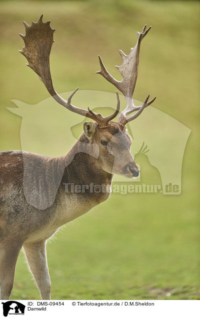 Damwild / fallow deer / DMS-09454