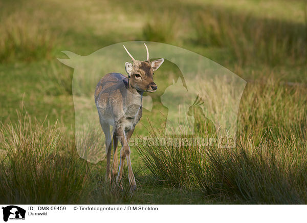 Damwild / fallow deer / DMS-09459