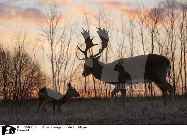Damwild / fallow deer / JM-03062