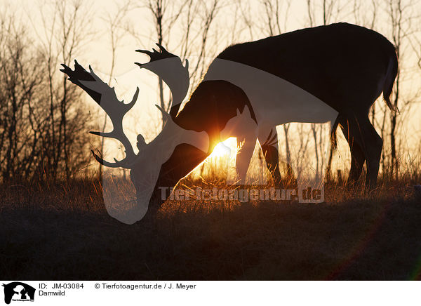 Damwild / fallow deer / JM-03084