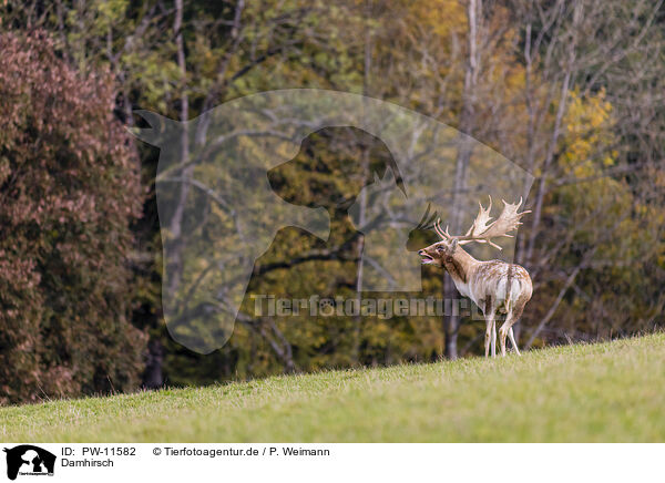 Damhirsch / Fallow deer / PW-11582