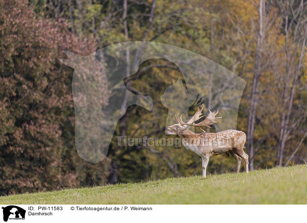 Damhirsch / Fallow deer / PW-11583