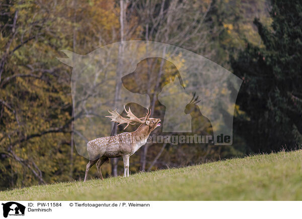 Damhirsch / Fallow deer / PW-11584