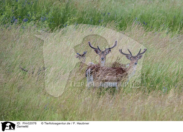 Damwild / fallow deer / FH-02076