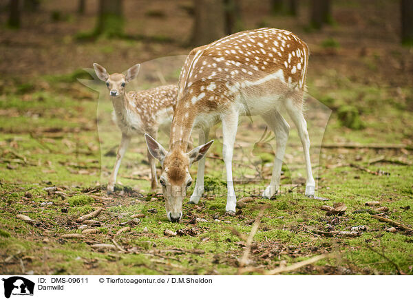 Damwild / fallow deer / DMS-09611