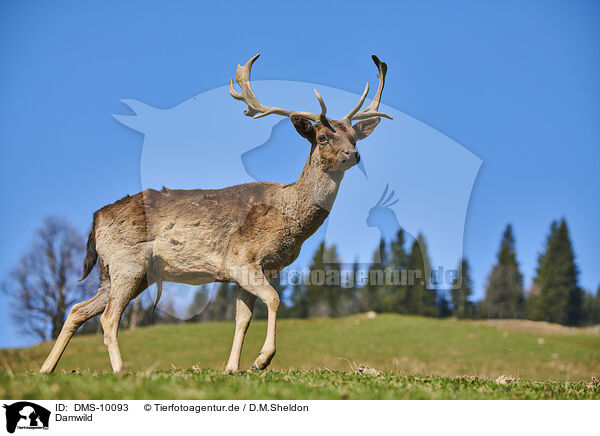 Damwild / fallow deer / DMS-10093