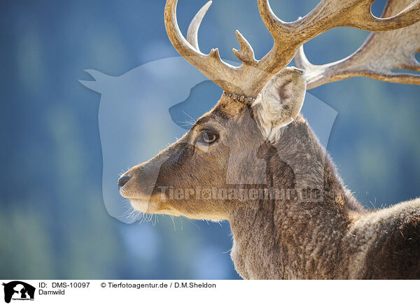 Damwild / fallow deer / DMS-10097